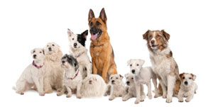 dog breeds