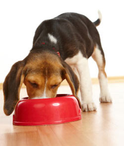 dog food recipes