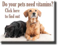 dog vitamins
