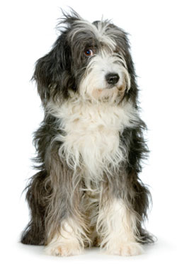 country dog grooming