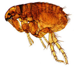getting rid of fleas